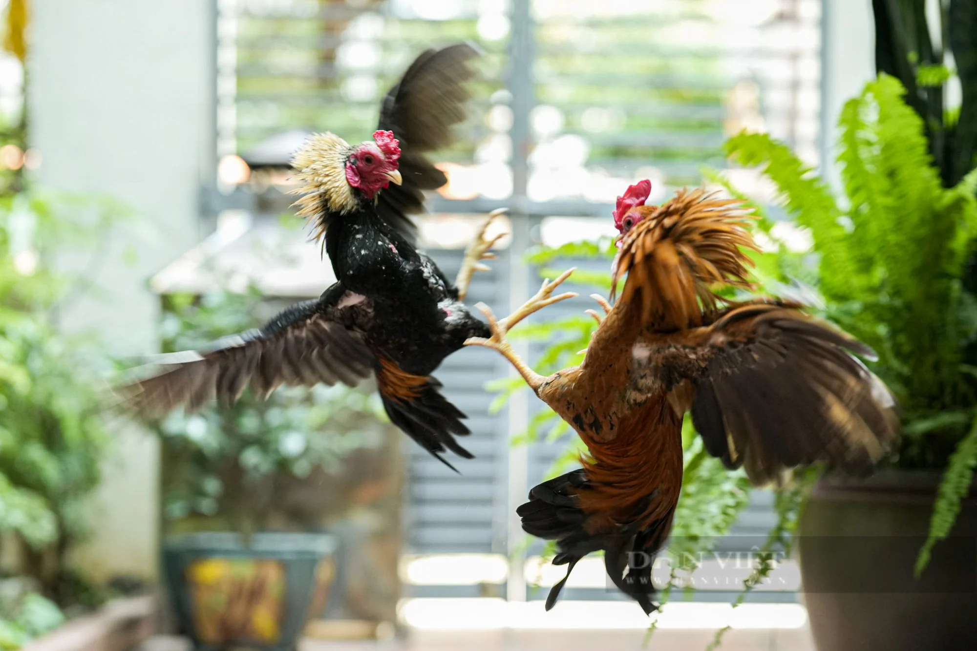 Gà tre Bắc làm mê mẩn người chơi với dáng vẻ nhỏ nhắn, thần thái nhanh nhẹn, linh hoạt và bộ lông thu hút người chơi.Gà tre Bắc làm mê mẩn người chơi với dáng vẻ nhỏ nhắn, thần thái nhanh nhẹn, linh hoạt và bộ lông thu hút người chơi.